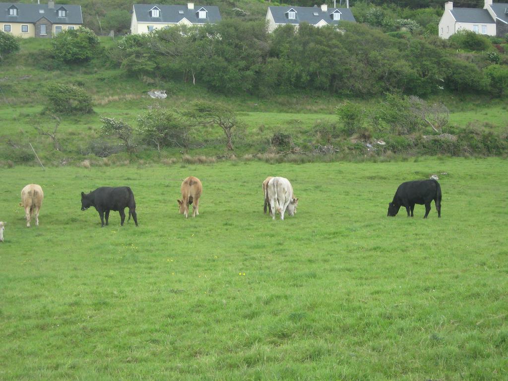 Iveragh Heights Bed & Breakfast Cahersiveen Bagian luar foto